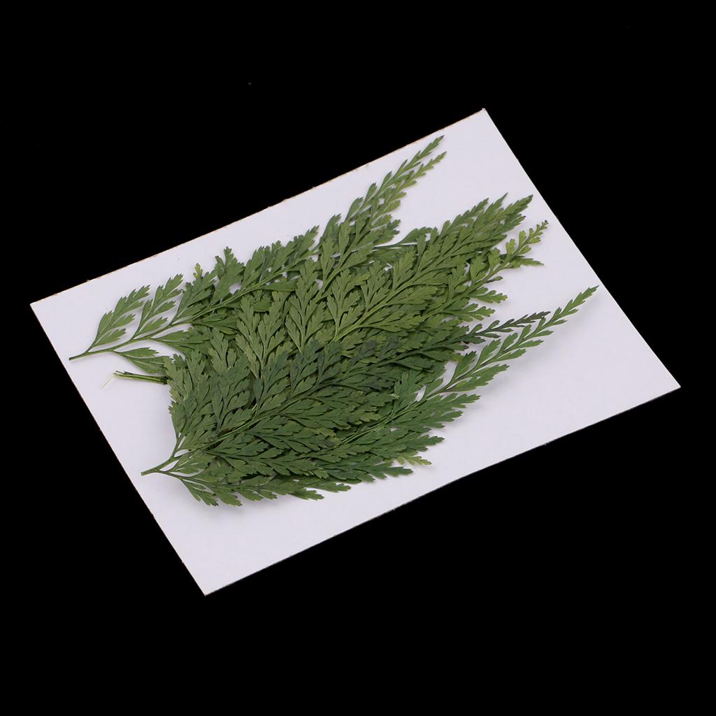 Dried Flower Bulk - Decoratieve natuurlijke geperste bladeren en bloemen,