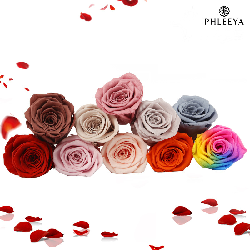 6 stuks eeuwige rozenbloemhoof - Dried Flower Bulk recensie en prijs