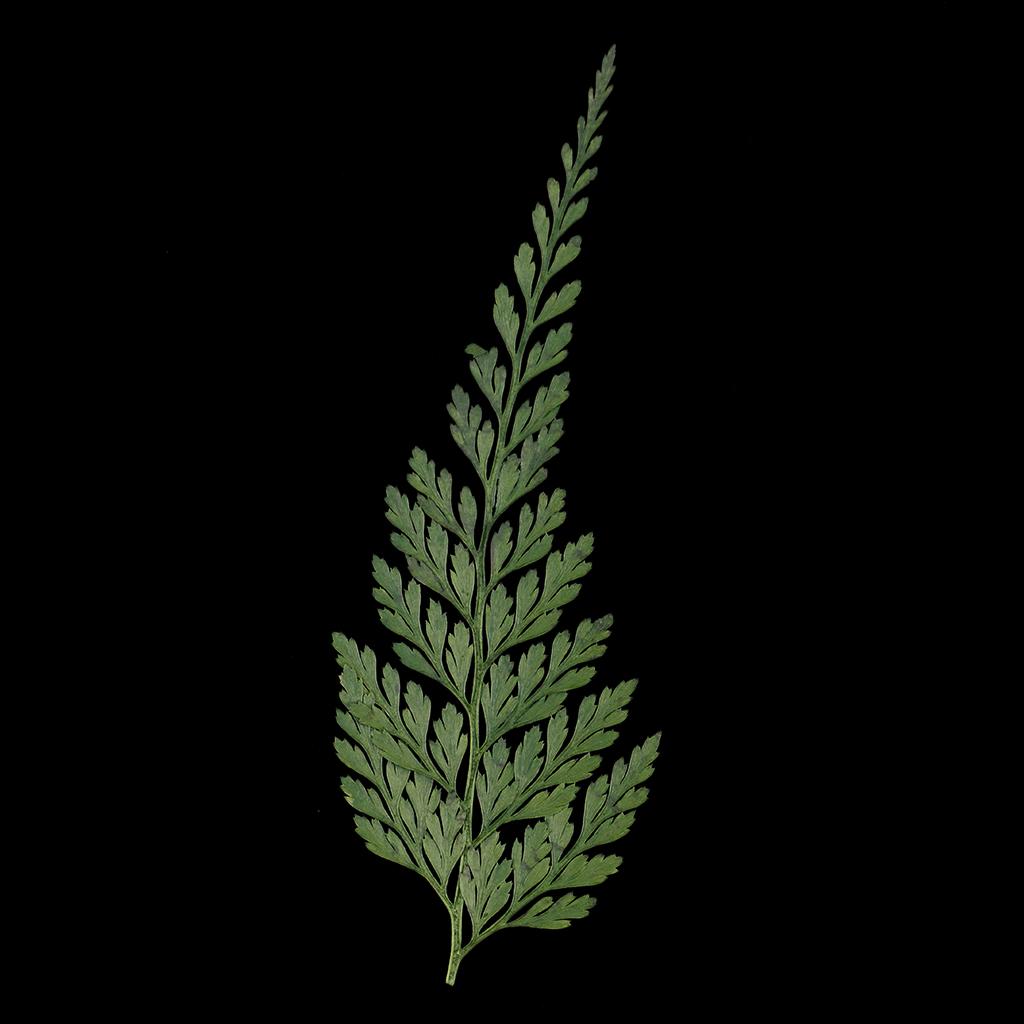 Decoratieve natuurlijke gepers - Dried Flower Bulk recensie en prijs