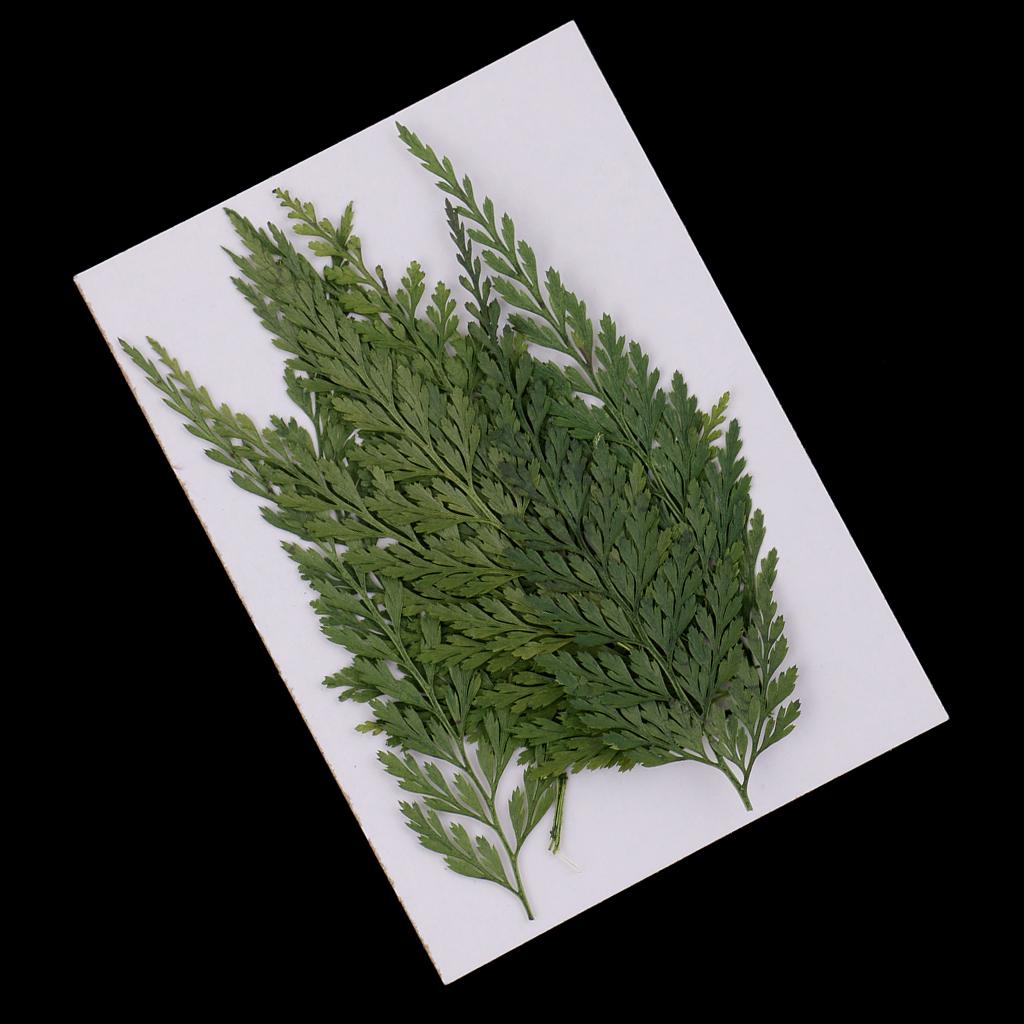 Decoratieve natuurlijke gepers - Dried Flower Bulk recensie en prijs